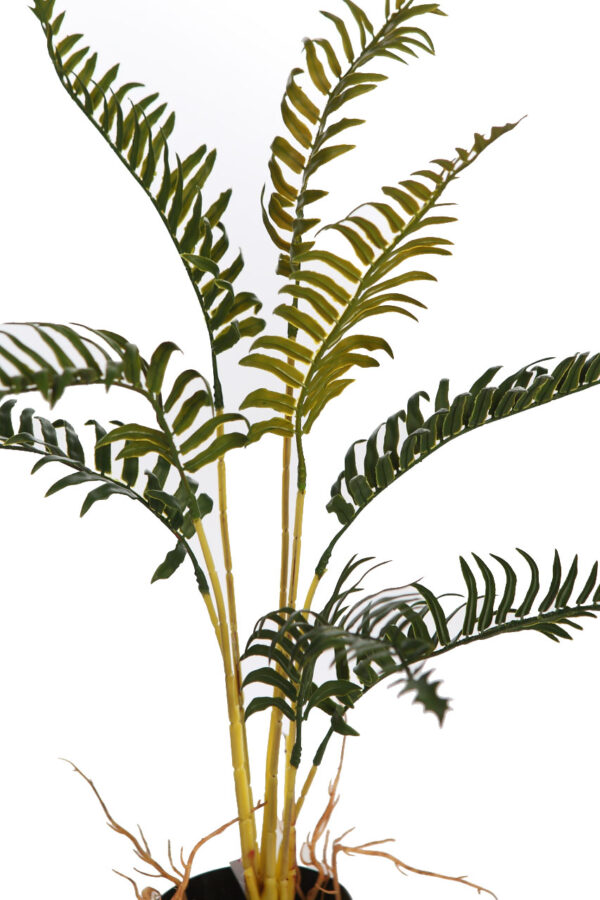 HELECHO RAICES CON MACETA 50CM - Imagen 2