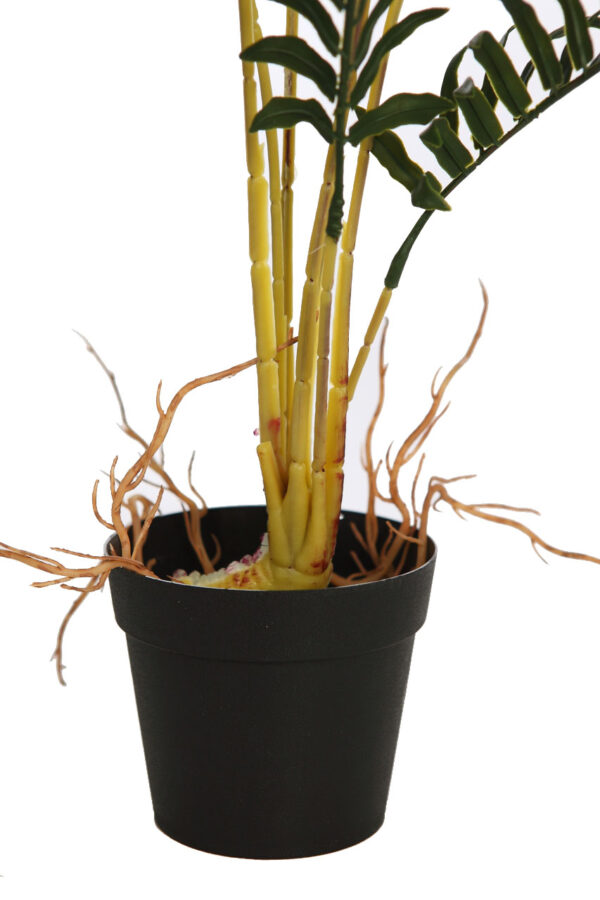 HELECHO RAICES CON MACETA 50CM - Imagen 3