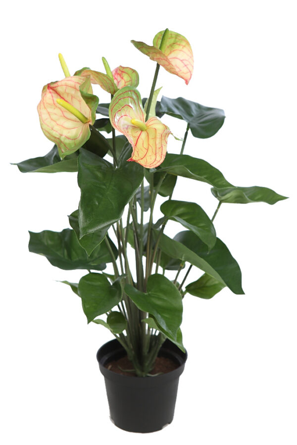 MATA ANTURIUM 55CM EN MACETA