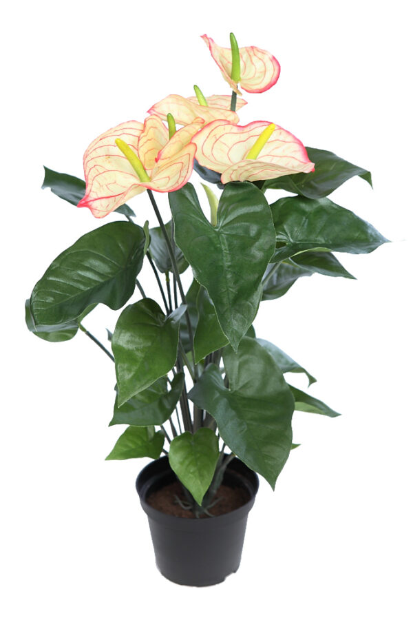 MATA ANTURIUM 55CM EN MACETA