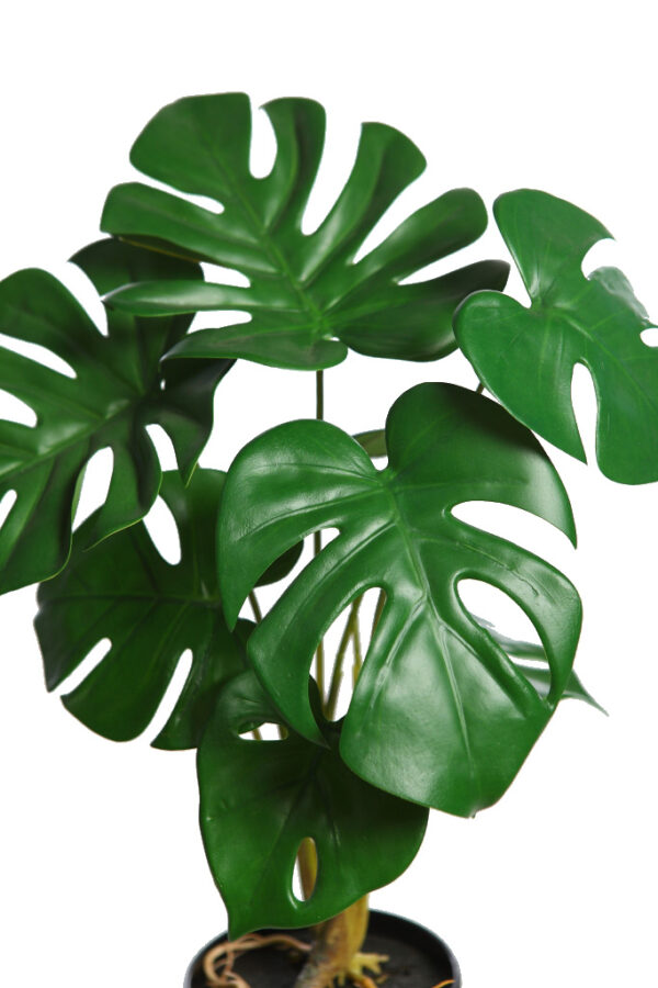 PLANTA MONSTERA EN MACETA 43CM - Imagen 2