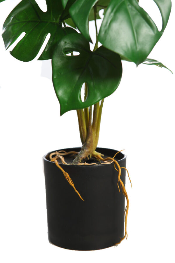 PLANTA MONSTERA EN MACETA 43CM - Imagen 3